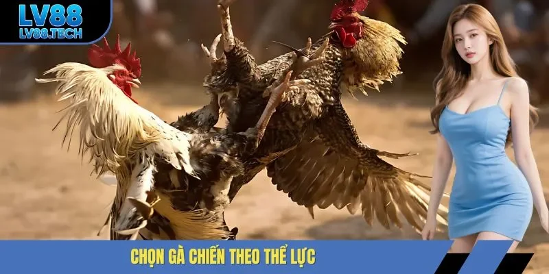Chọn gà chiến theo thể lực